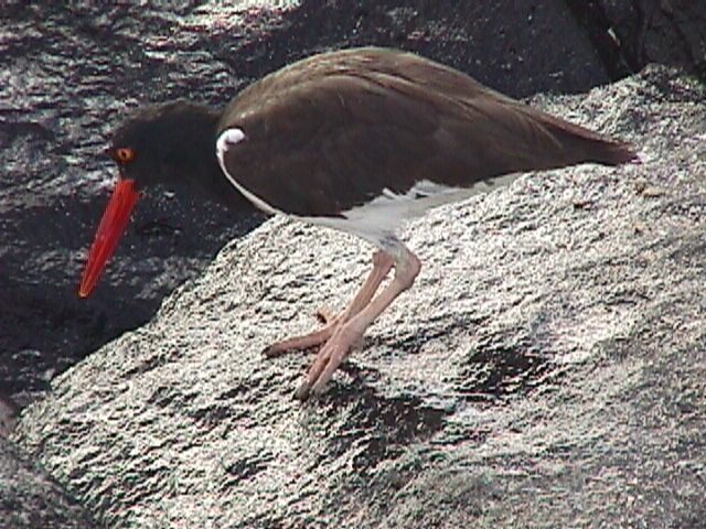 Oystercatcher